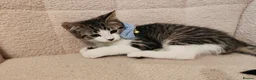 Mixed Breed cats for sale: 4 Loving kittens for sale  - Advert 17