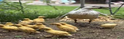 Ducks poultry for sale: 14 Indian Runner Duck Flock Looking for a New Home in Hereford - Advert 7