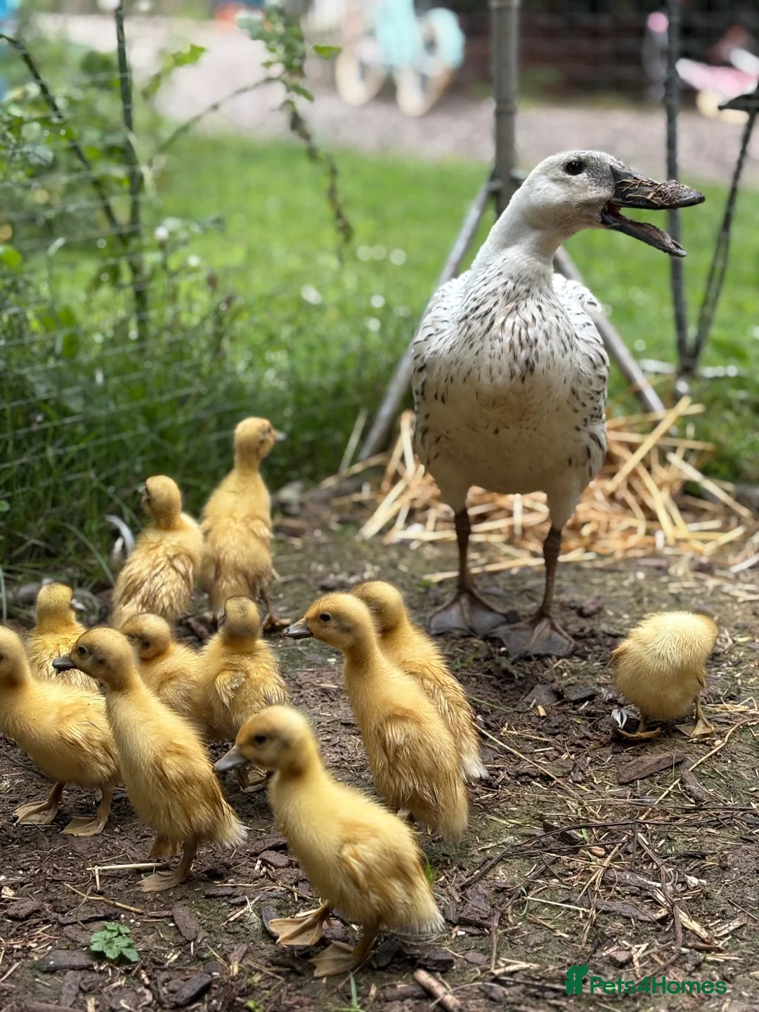 Ducks poultry for sale: 14 Indian Runner Duck Flock Looking for a New Home in Hereford - Advert 7