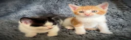 Mixed Breed cats for sale: 9 beautiful kittens looking for new homes  - Advert 22