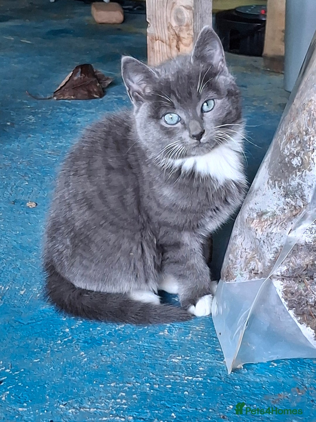 Mixed Breed cats for sale: Grey kittens  - Advert 8