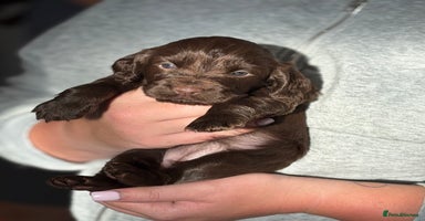 Cocker Spaniel dogs Cocker spaniel  - Advert 2