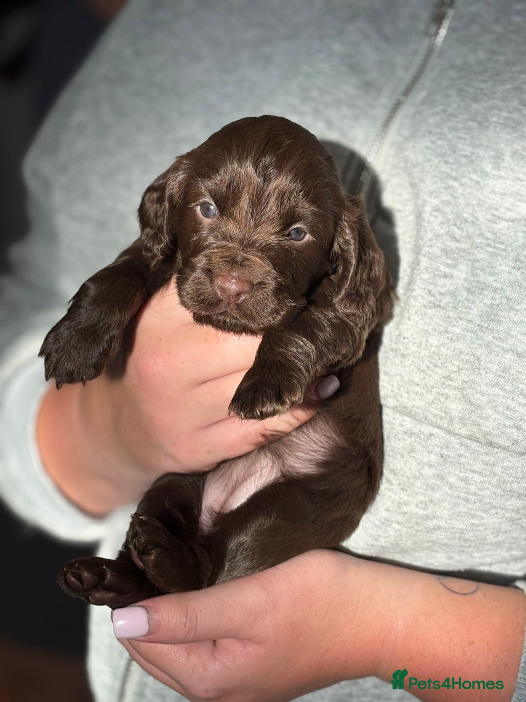 Cocker Spaniel dogs for sale: Cocker spaniel  - Image 3