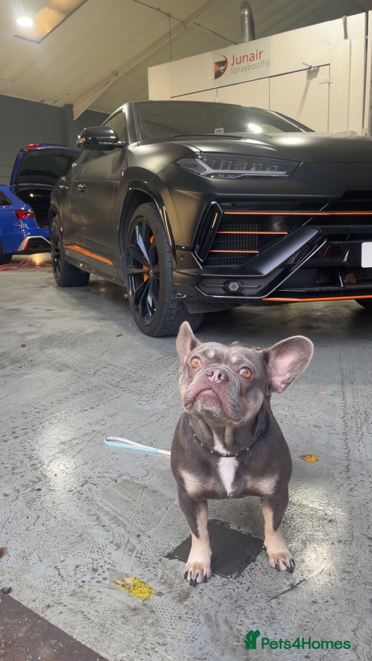 French Bulldog dogs French bulldog  - Advert 1