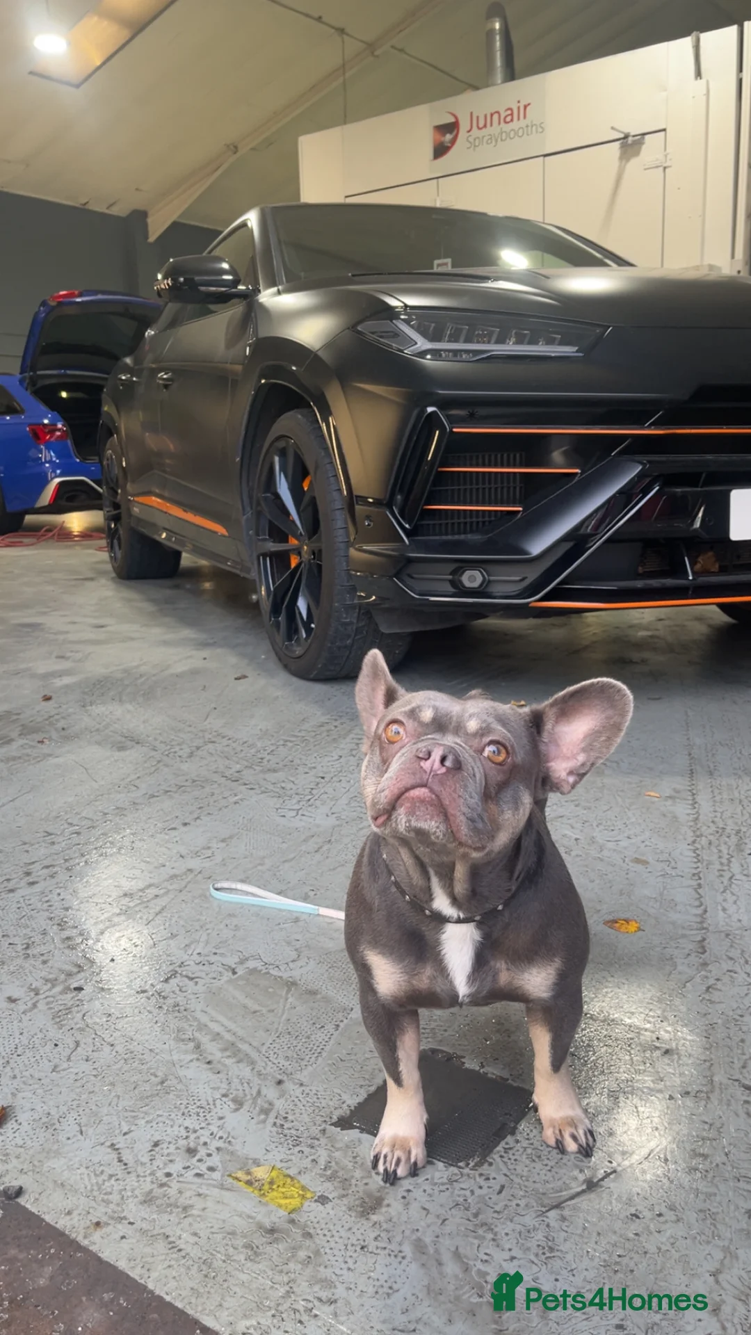 French Bulldog dogs for sale: French bulldog  - Advert 1