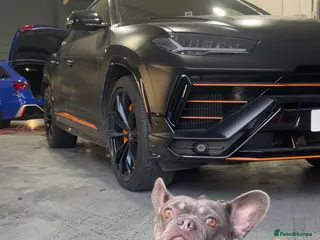 French Bulldog dogs French bulldog - Advert 1