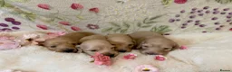 Miniature Dachshund dogs for sale: Cream long haired miniature dachshund puppies  - Advert 10
