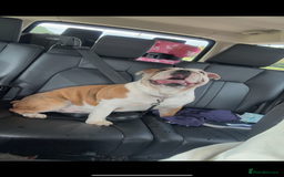 English Bulldog dogs for sale: English bulldog Lola  - Image 6