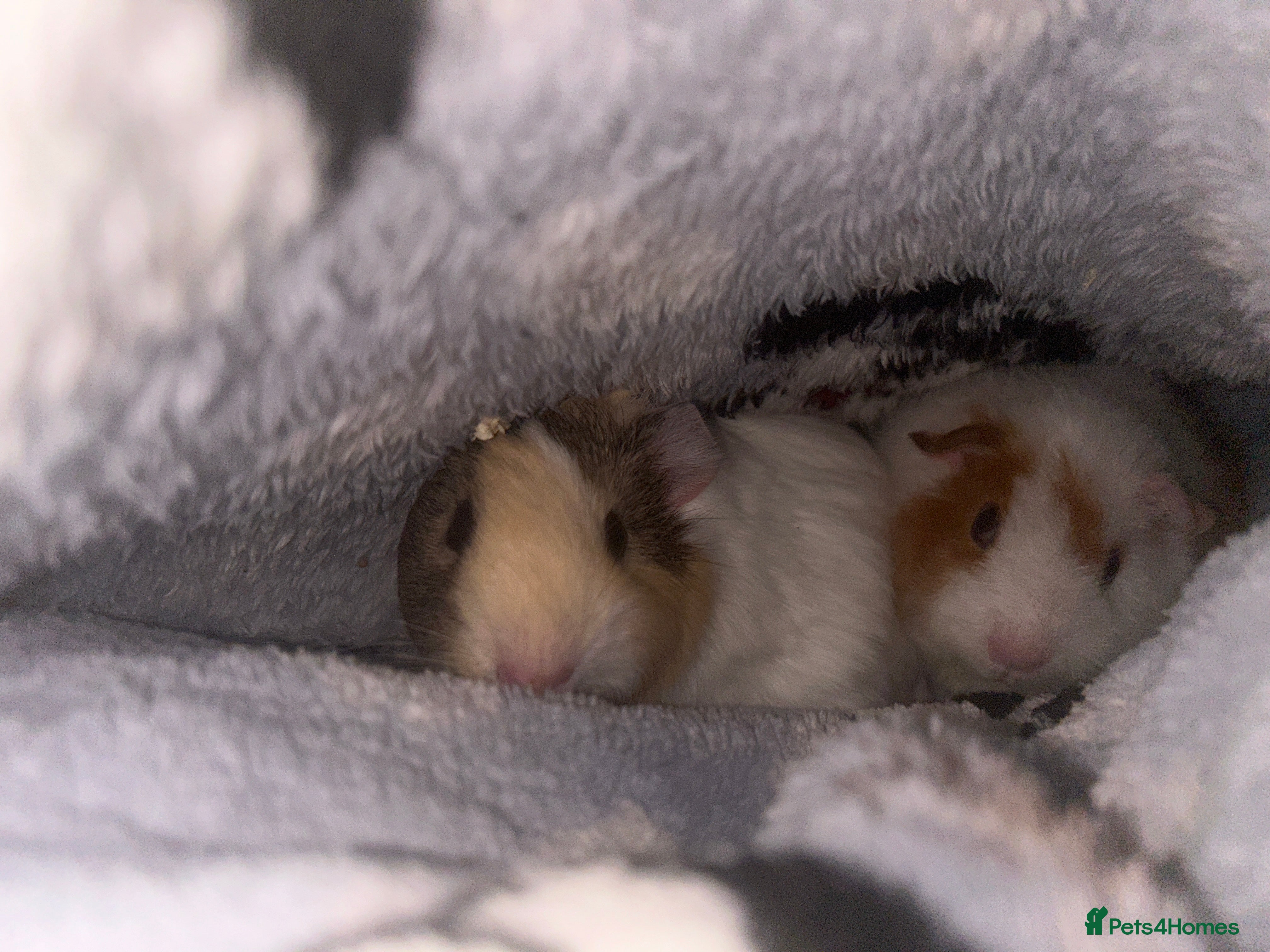 Guinea Pig rodents Two female Guiana pigs  - Advert 2