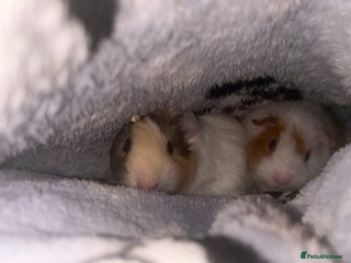 Guinea Pig rodents Two female Guiana pigs - Advert 2