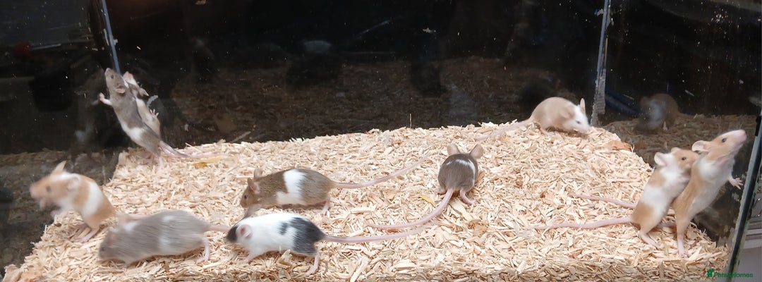 Mouse rodents for sale: Baby Fancy Coloured Mice  - Image 3