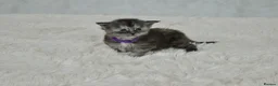Maine Coon cats for sale: Maine coon kittens 5 ⭐ homes only  - Advert 4