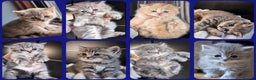 British Shorthair cats for sale: 💖💖💖BSH & BLH💫 GCCF & TICA red - Advert 1