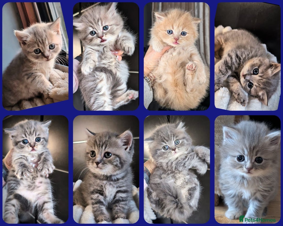 British Shorthair cats for sale: 💖💖💖BSH & BLH💫 GCCF & TICA red - Advert 1