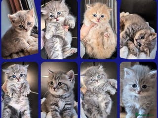 British Shorthair cats LAST KITTEN 💖💖BSH & BLH💫 GCCF & TICA red - Advert 2