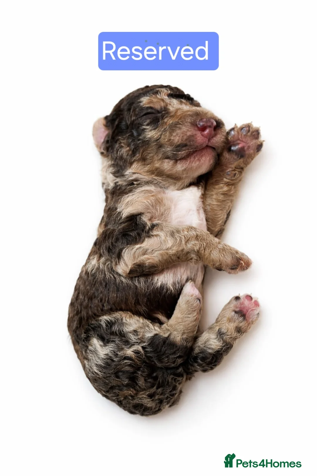 Bernedoodle dogs for sale: Sweet Bernedoodle puppies available to reserve now - Advert 2