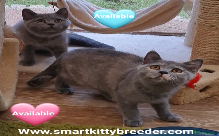 British Shorthair cats in Lowestoft - Advert 5