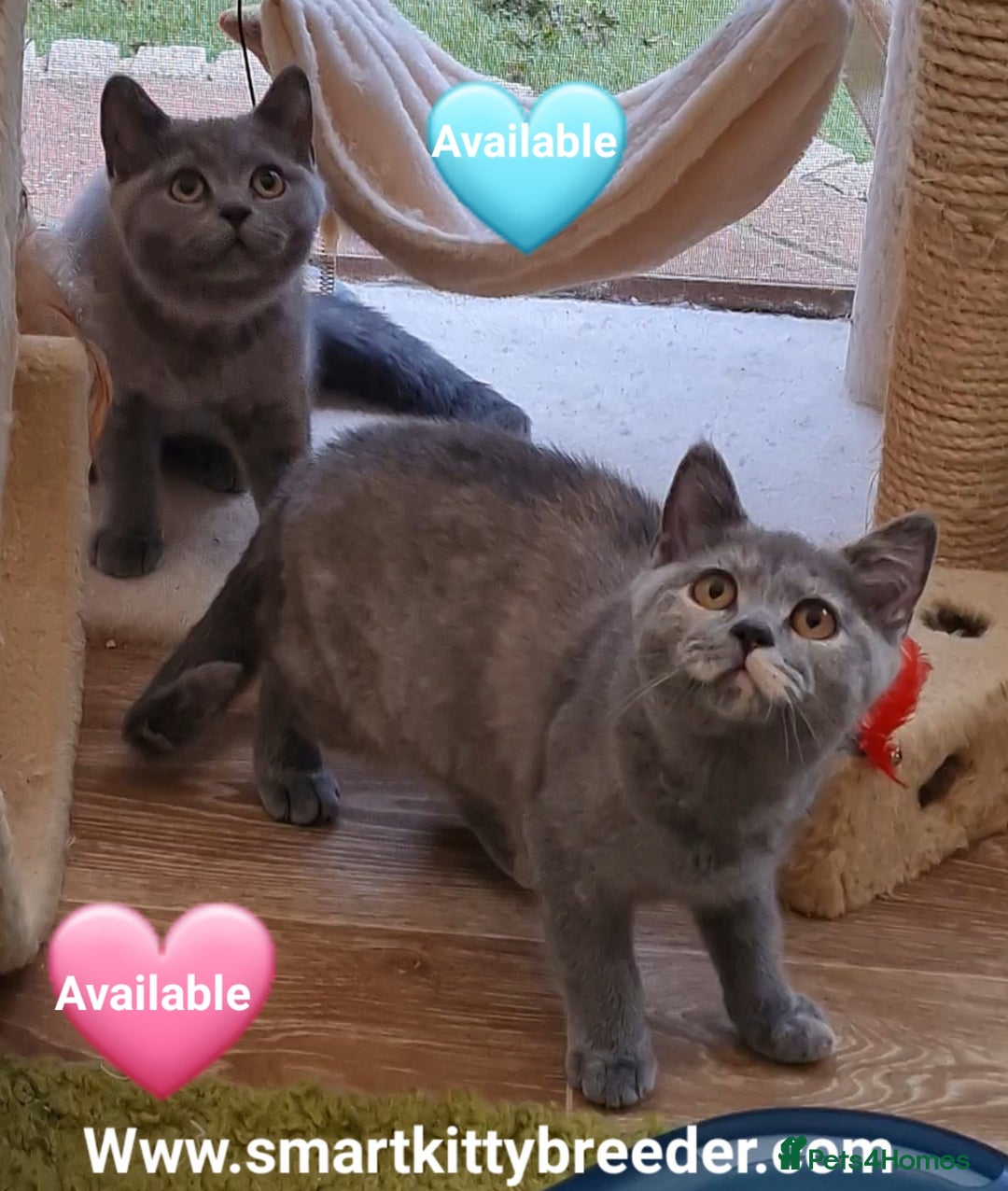 British Shorthair cats for sale: BSH Brother & sister READY NOW! GCCF reg.  in Lowestoft - Image 1