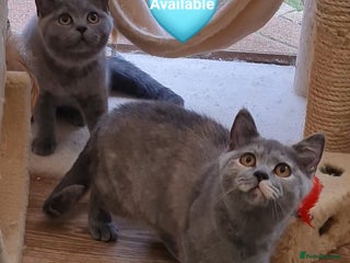 British Shorthair cats in Lowestoft - Advert 22