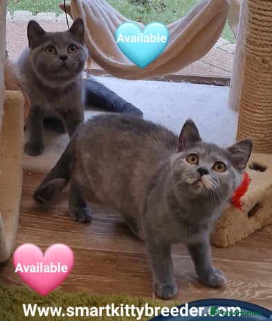 British Shorthair cats in Lowestoft - Advert 11