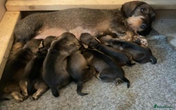 Dachshund dogs for sale: Dual Purpose Standard Wirehaired Dachshund(Teckel) - Image 15