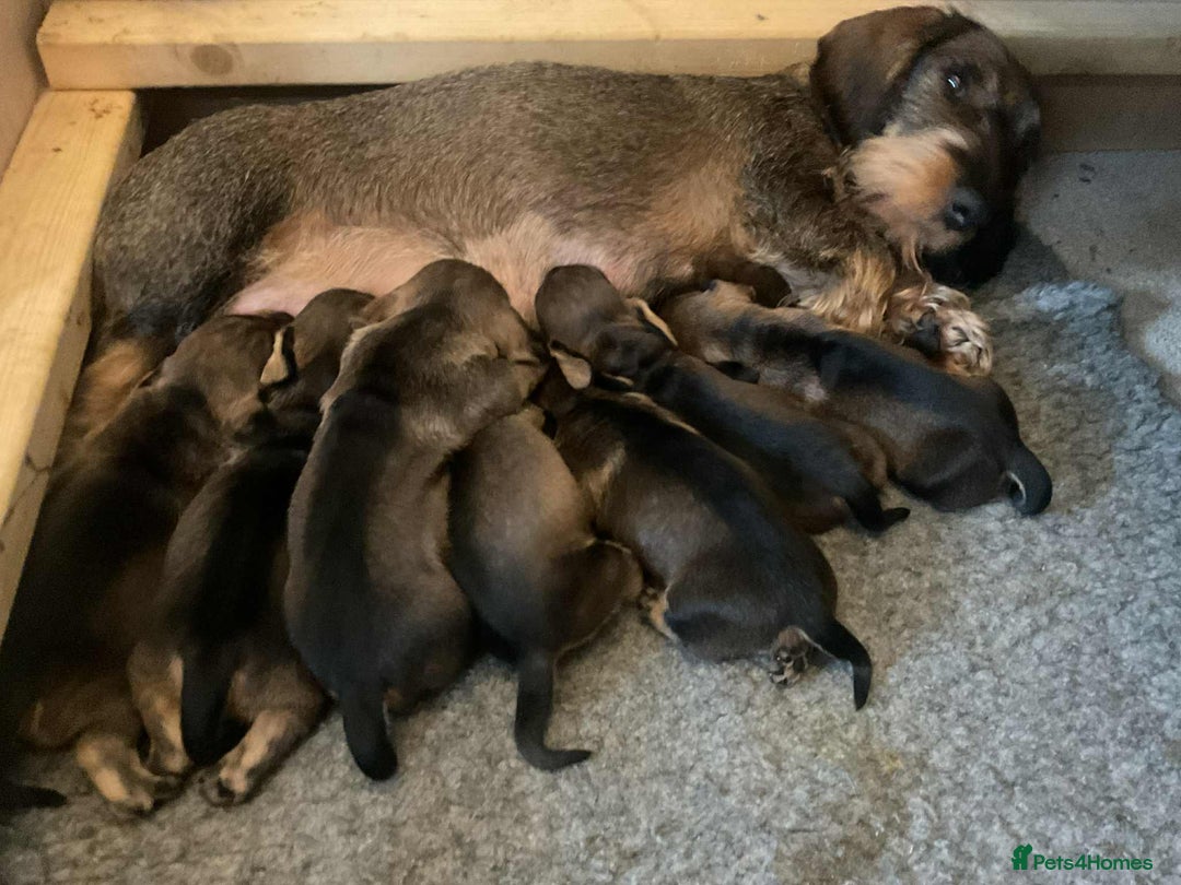 Dachshund dogs for sale: Dual Purpose Standard Wirehaired Dachshund(Teckel) - Image 15