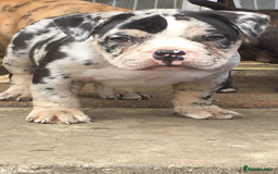 American Bully dogs for sale: Micro Merle bullys - Image 4