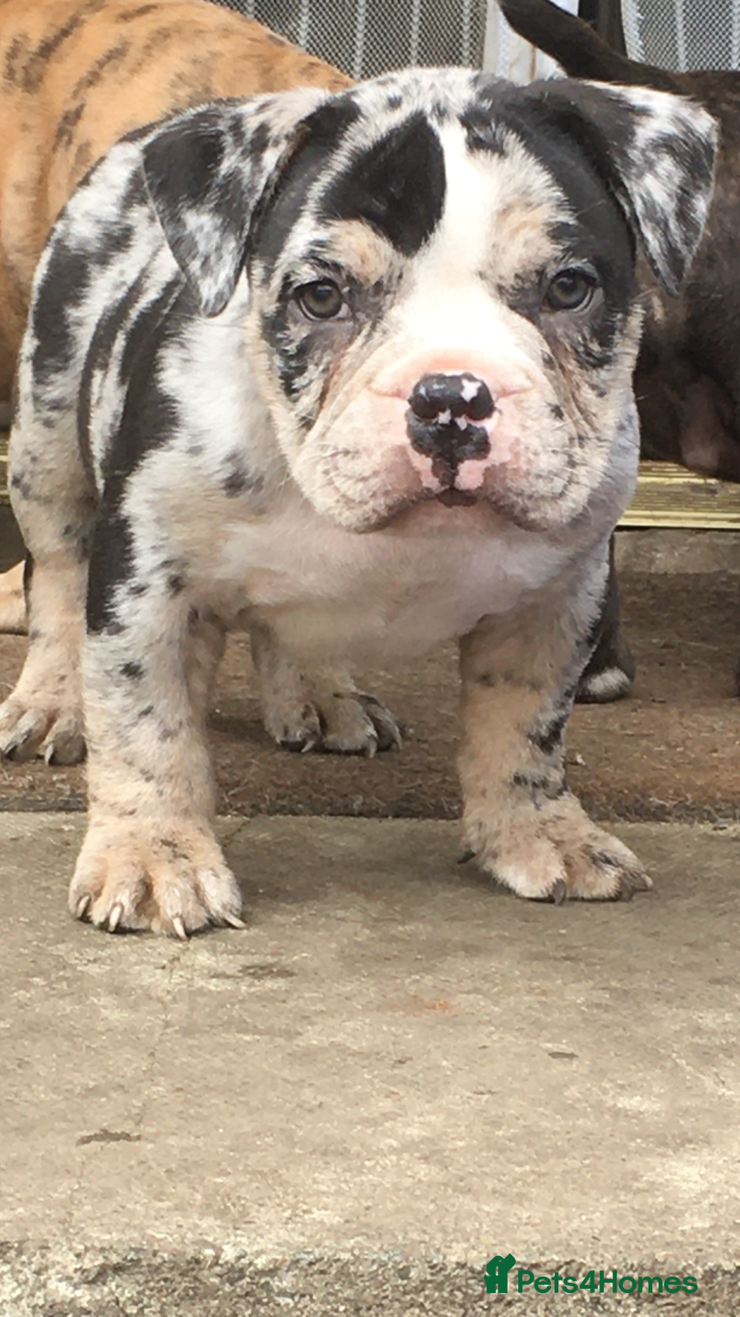 American Bully dogs for sale: Micro Merle bullys - Image 4