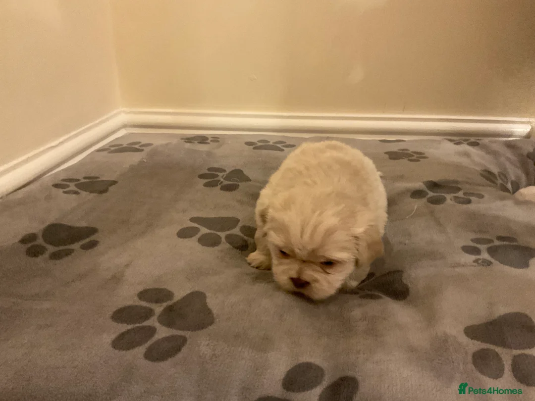 Shih Tzu dogs for sale: Beautiful Shih Tzu pups for sale 💖 - Advert 11