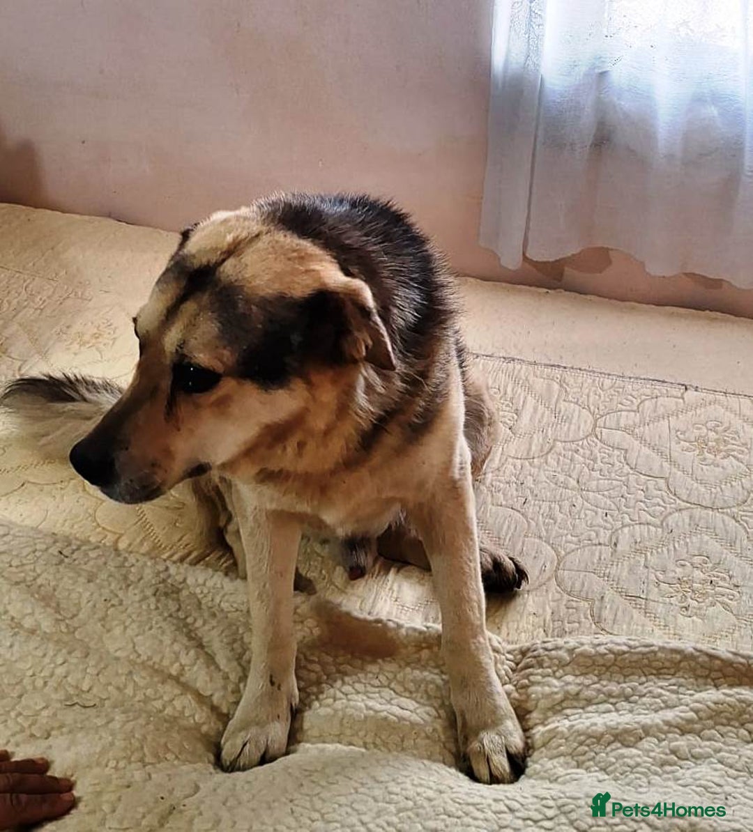 Mixed Breed dogs for adoption: Oldie but Goldie MAX needs a Loving Home - Advert 17