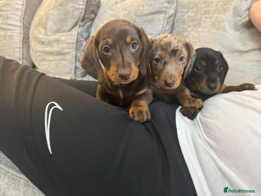 Miniature Dachshund dogs for sale: Adorable miniature dachshund puppies  in Chelmsford - Advert 1