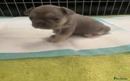 French Bulldog dogs for sale:  French Bulldog beautiful litter of boys and girls - Image 10