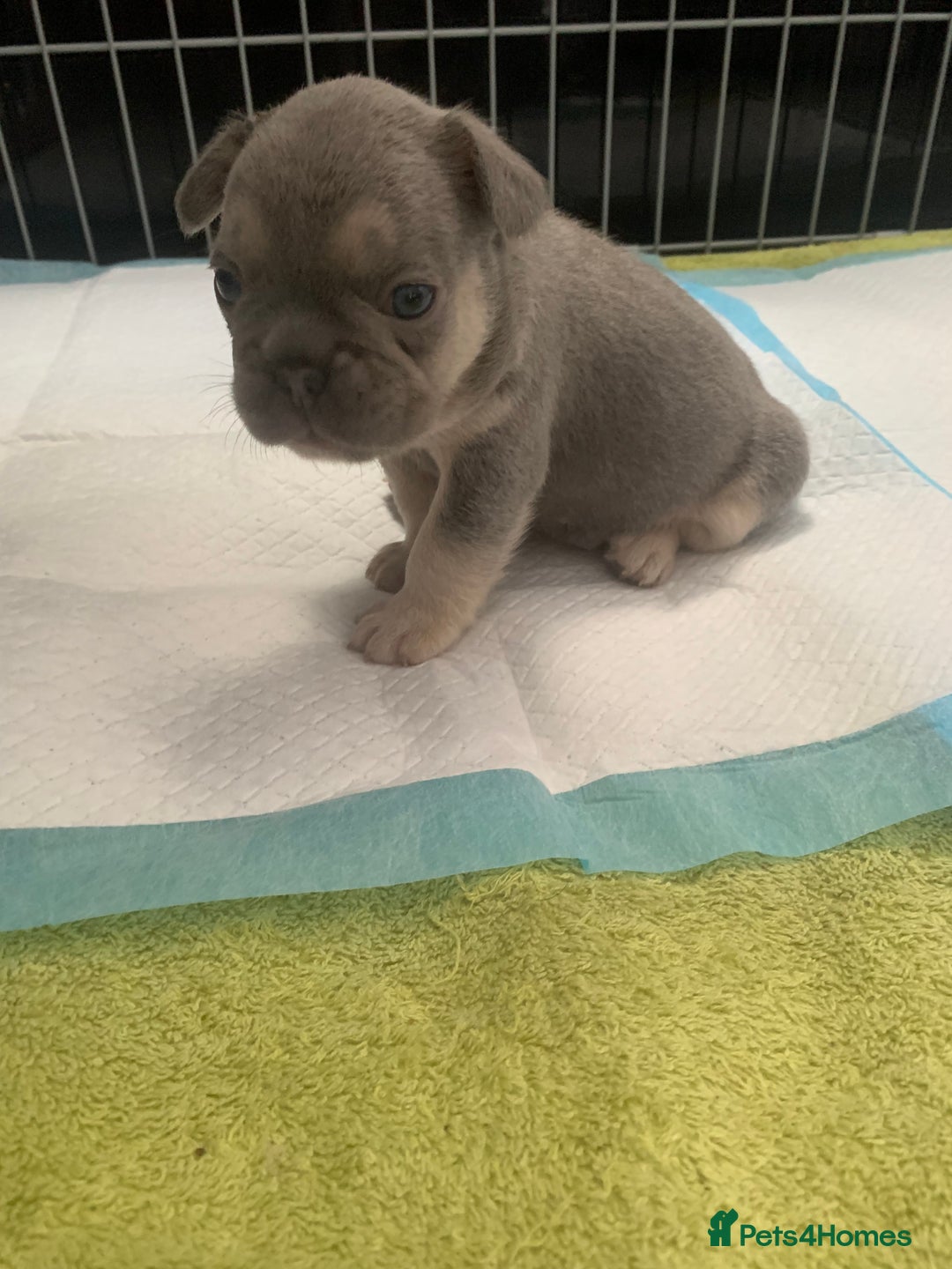 French Bulldog dogs for sale:  French Bulldog beautiful litter of boys and girls - Image 10