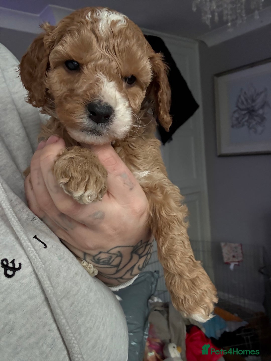 Cavapoo dogs for sale: 2 males and 1 female left  - Advert 7