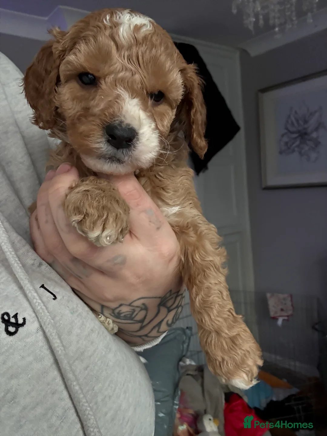 Cavapoo dogs for sale: Gorgeous cavapoos  - Advert 7