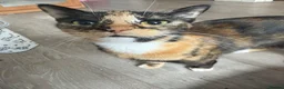 Mixed Breed cats for sale: 2 black and white kittens  in Highbridge - Advert 1