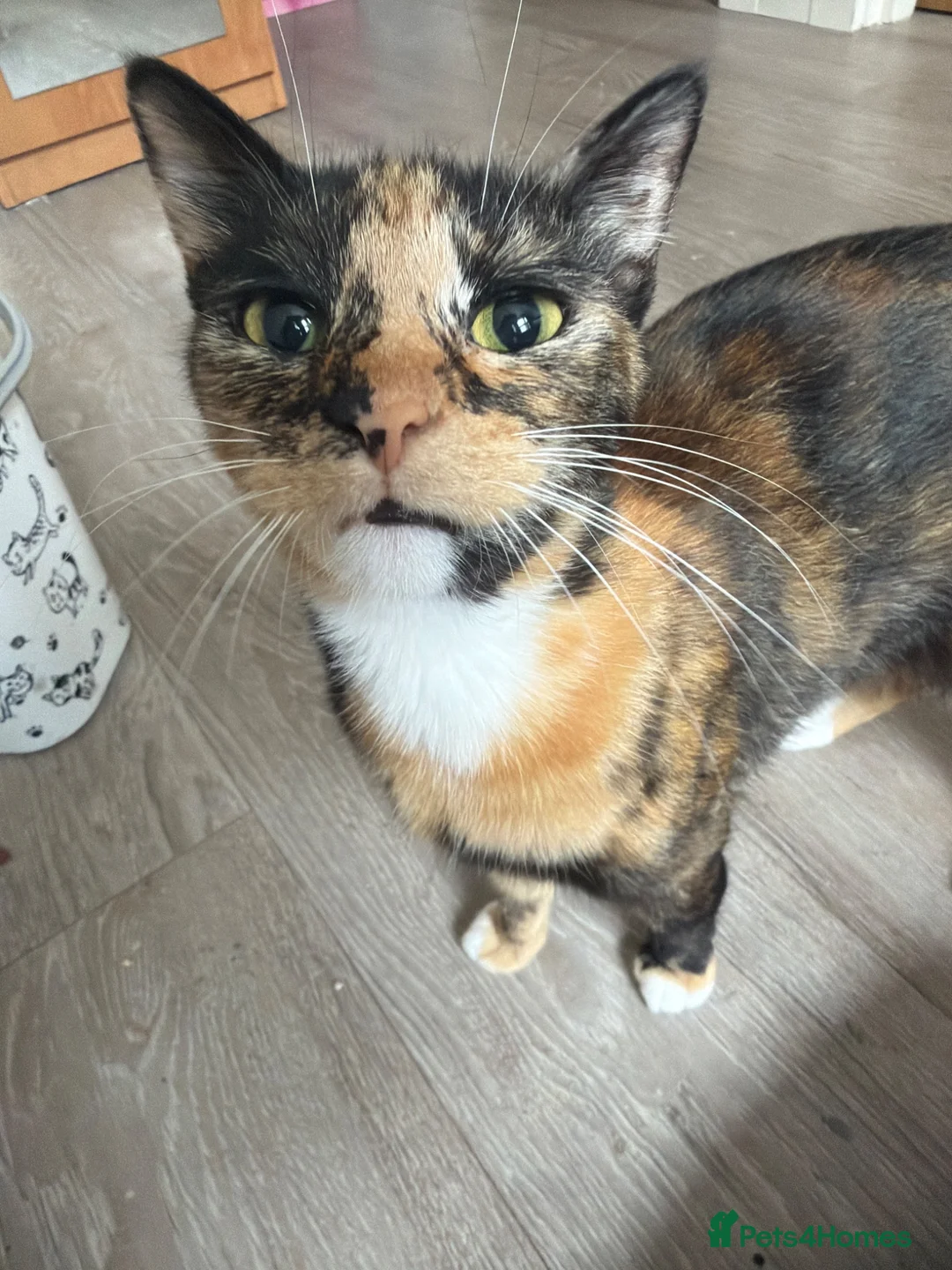 Mixed Breed cats for sale: 2 black and white kittens  in Highbridge - Advert 1