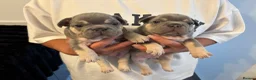 French Bulldog dogs for sale: Pedigree French Bulldog puppies-2 boys and 3 girls - Advert 11