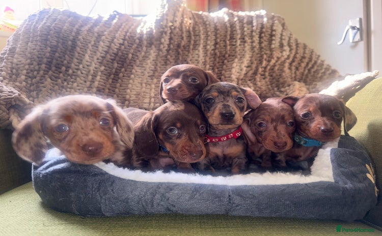 Miniature Dachshund dogs - Advert 1