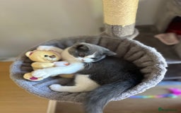 British Shorthair cats for sale: British shorthair blue and white, 4 months old  - Image 7