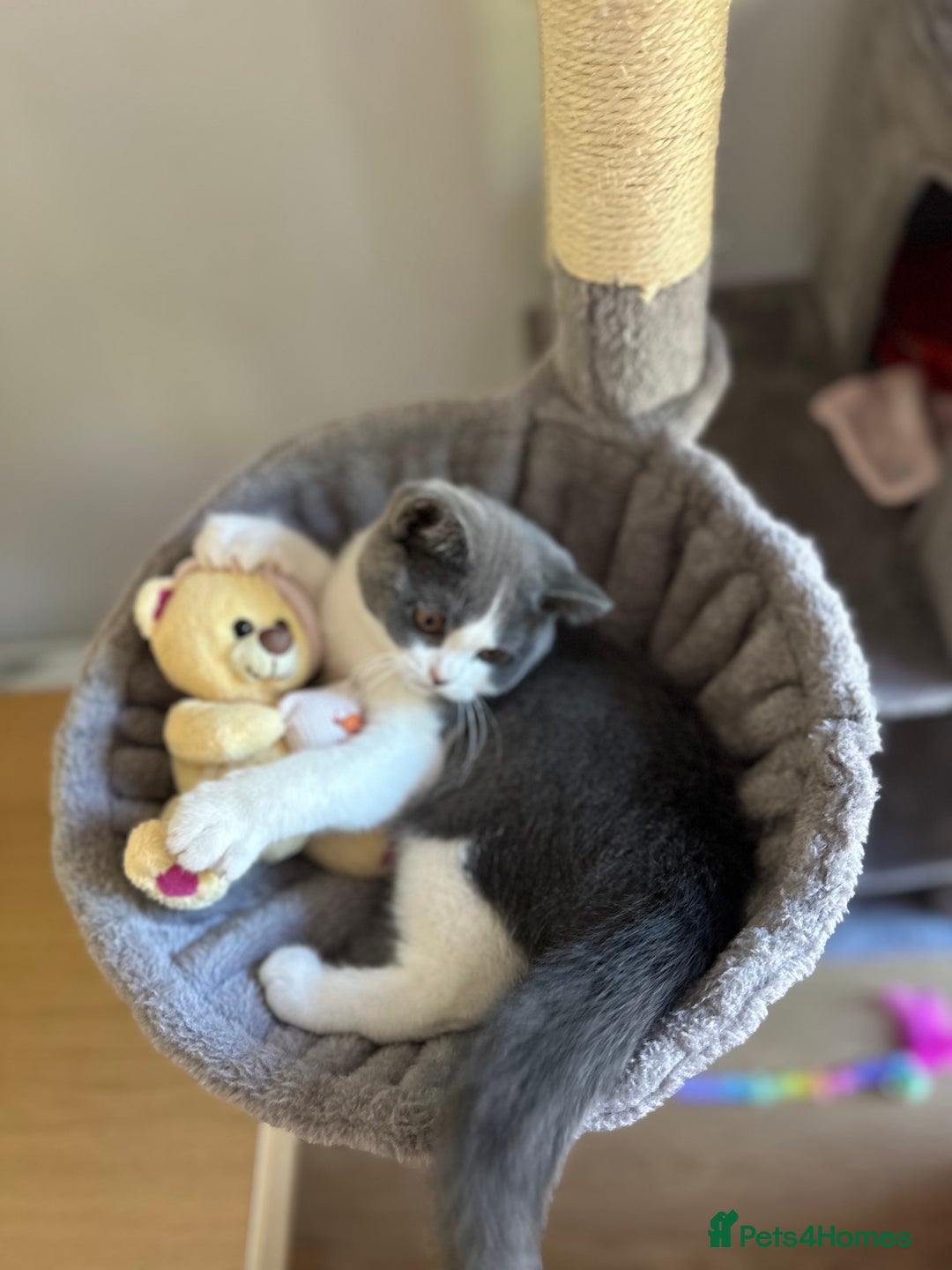 British Shorthair cats for sale: British shorthair blue and white, 4 months old  - Image 7