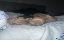 Staffordshire Bull Terrier dogs for sale: 2 blue male staff, 1 brindle girl staff  - Image 7