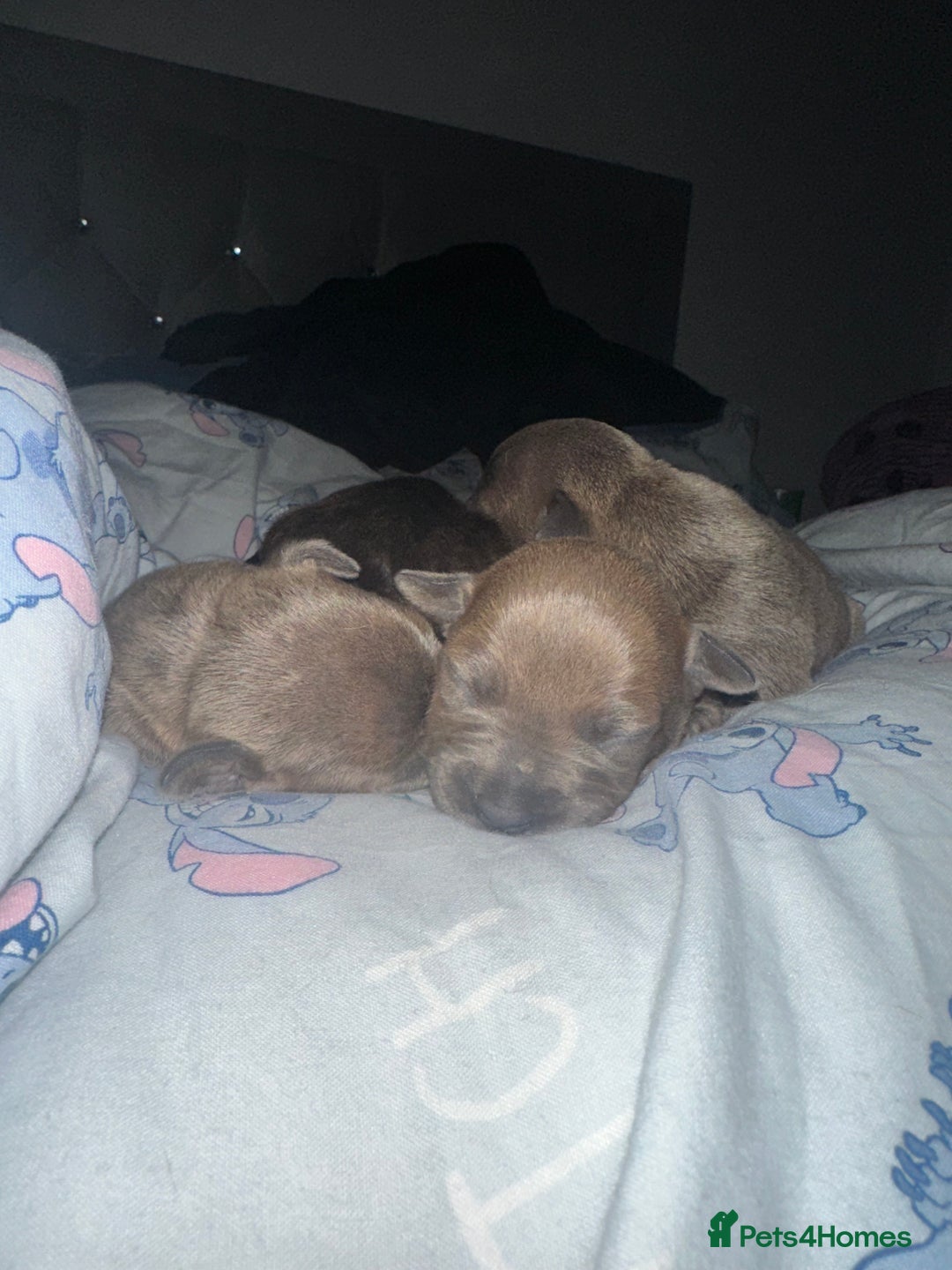 Staffordshire Bull Terrier dogs for sale: 2 blue male staff, 1 brindle girl staff  - Image 7