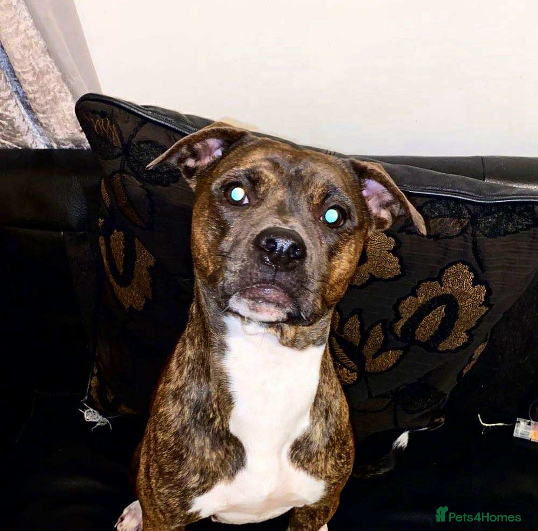 Mixed Breed dogs for sale: Staffy x bully puppies !!! - Advert 1