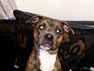 Mixed Breed dogs Staffy x bully puppies !!! - Advert 1