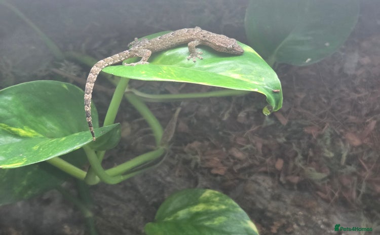 Gecko reptiles - Advert 1