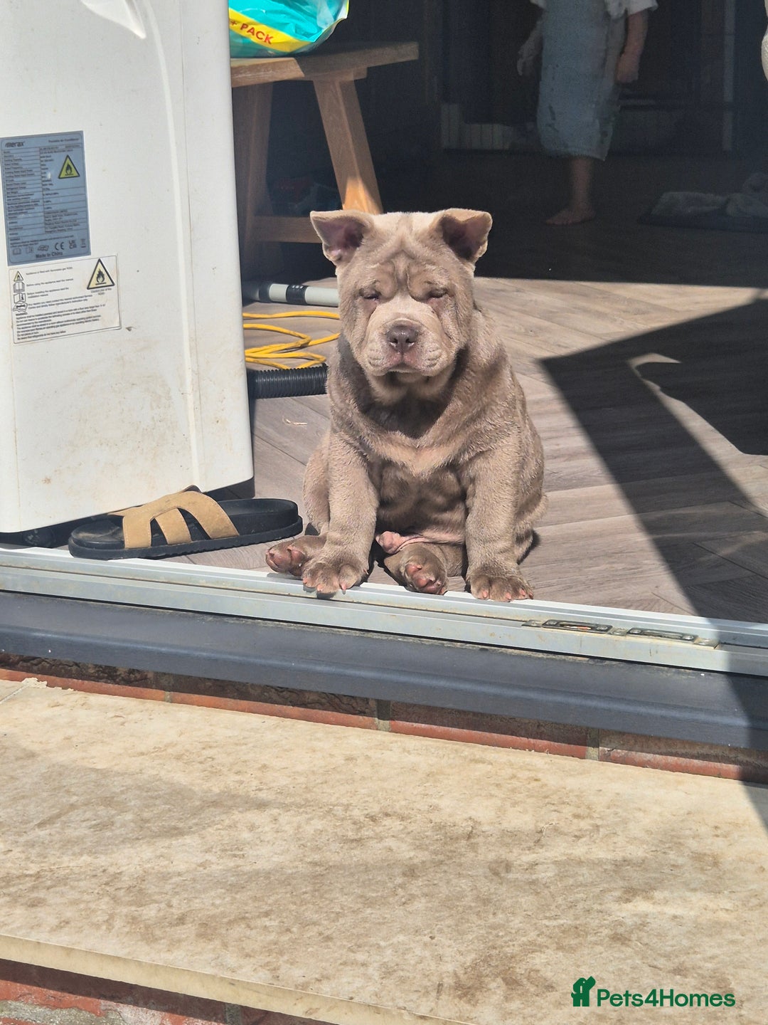 Mixed Breed dogs for sale: 2 boys left chow x frow - Image 1