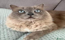 Ragdoll cats for sale: Loving Ragdoll Cats Looking for a New Home £500 in Bolton - Image 3