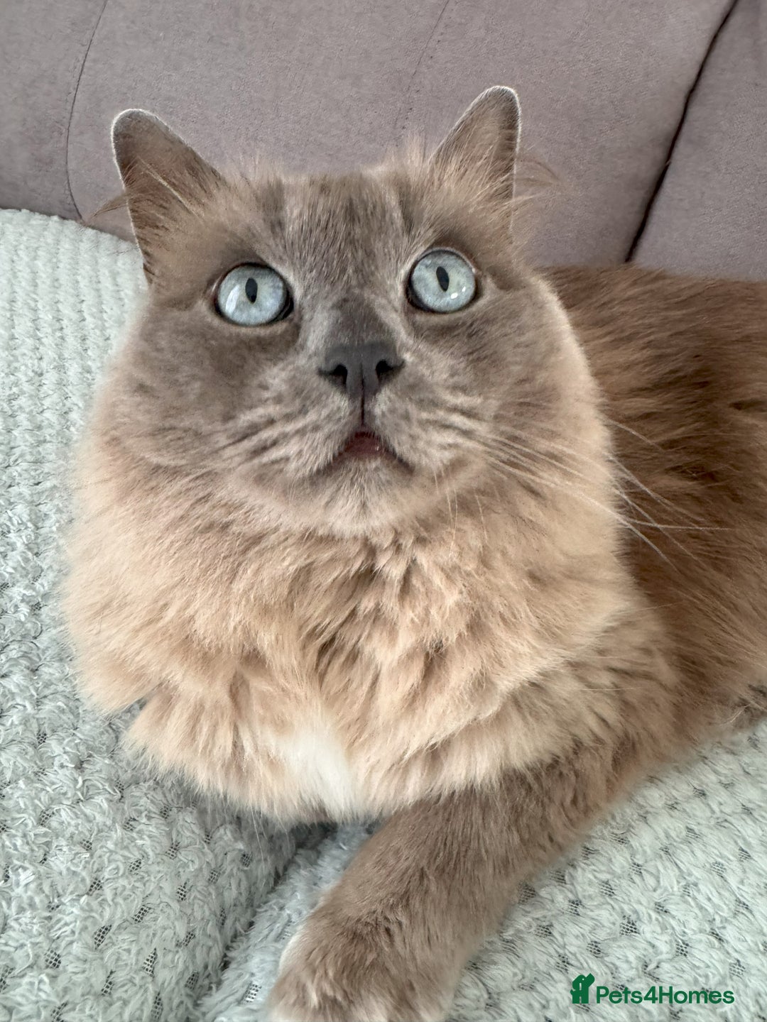Ragdoll cats for sale: Loving Ragdoll Cats Looking for a New Home £500 in Bolton - Image 3