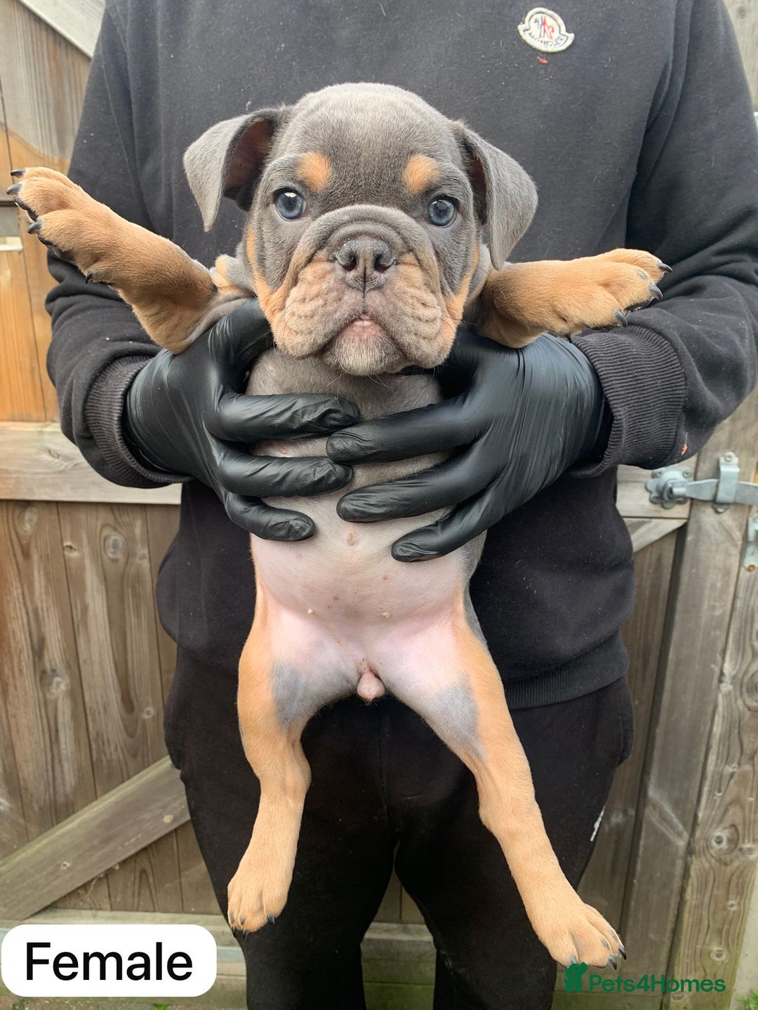 English Bulldog dogs for sale: 6 TOP QUALITY ENGLISH BULLDOG PUPPIES  - Advert 4